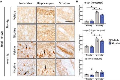 Nicotine-mediated effects in neuronal and mouse models of synucleinopathy